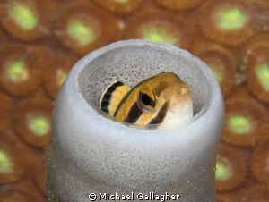 Fangblenny (I think?) hiding inside a tube sponge, Lembeh... by Michael Gallagher 